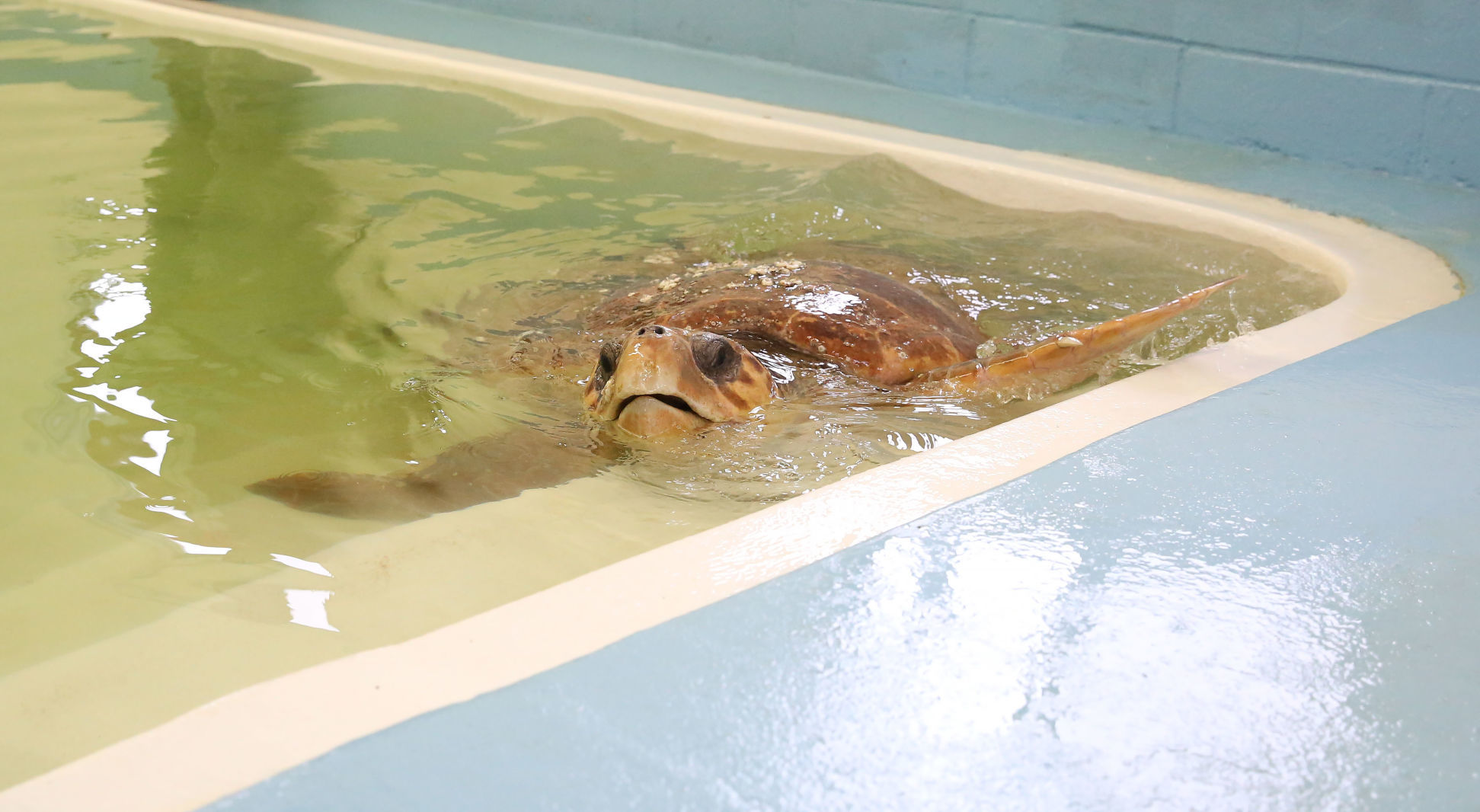 Loggerheads